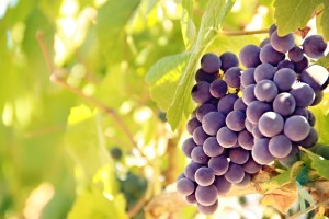 vineyard1.31.16