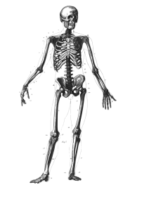 skeletal5.18.16